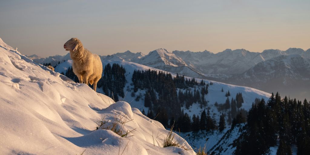 a sheep standing on top of a snow covered mountain